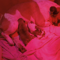 Bulldog francese