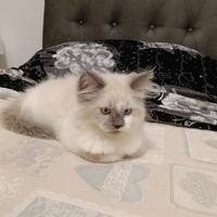 Gatti RagDoll