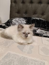 Gatti RagDoll