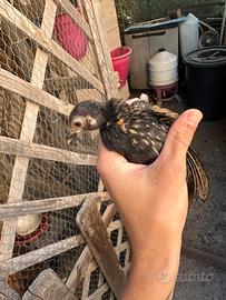 Galline