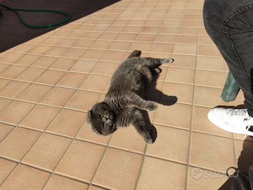 Monta gatto schottish fold