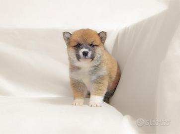 Shiba Inu in pronta consegna