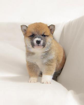 Shiba Inu in pronta consegna