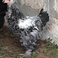 Galli