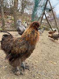 Galli moroseta e faverolles