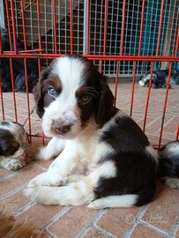 Cuccioli tricolore cocker spaniel disponibili