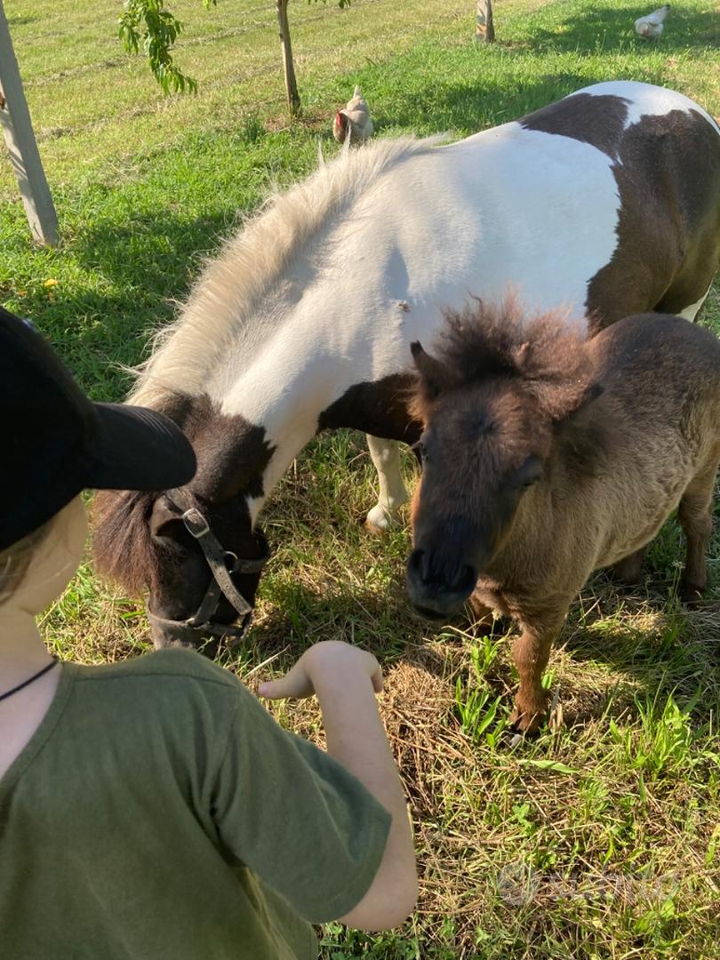 Pony,mini pony,miniature horses,pony falabella - Animali In vendita a Verona