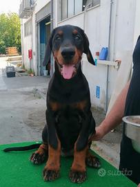 Dobermann di alta genealogia