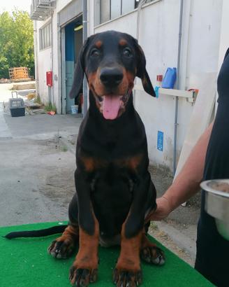 Dobermann di alta genealogia