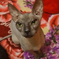 Gatta Sphynx