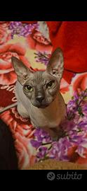 Gatta Sphynx