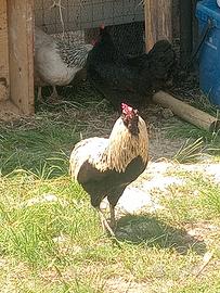 Galline