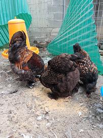Galline brahama