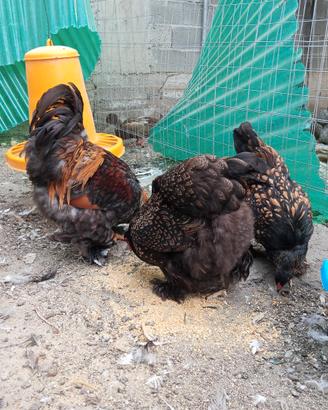 Galline brahama