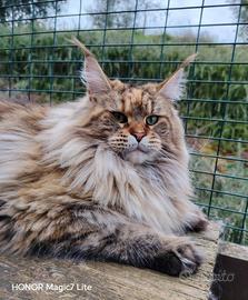 Maine Coon 