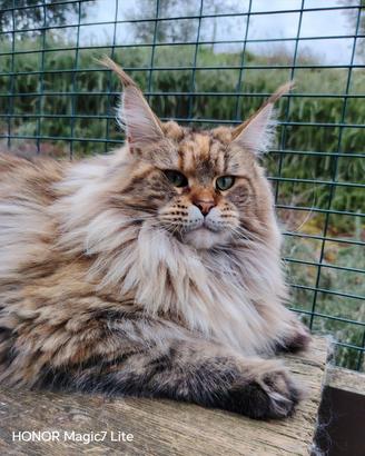 Maine Coon 