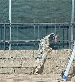 Setter inglese