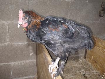 Marans