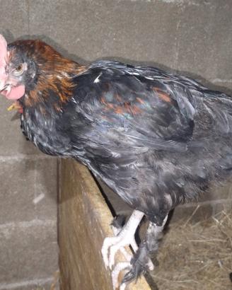 Marans