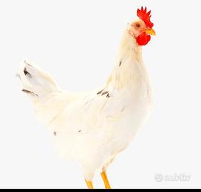 Gallina ovaiola Sandy
