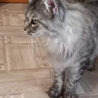 Cucciolo maschio maine coon