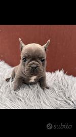 Bulldog francesi cuccioli merle