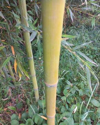 Bambu'
