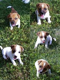 CUCCIOLI di JACK RUSSEL
