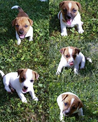 CUCCIOLI di JACK RUSSEL