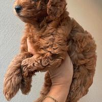 Cuccioli di barboncino red