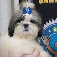 Cucciolo Shih Tzu maschio