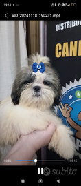 Cucciolo Shih Tzu maschio