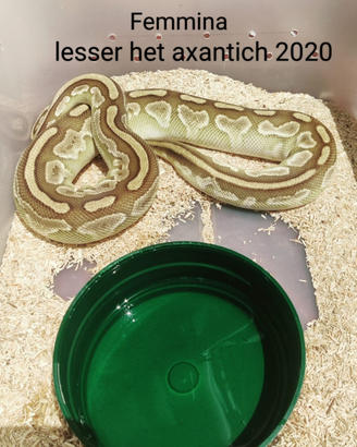Serpente