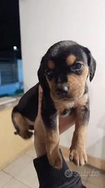 Cucciolo adorabile