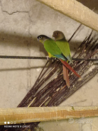 Coppia di pappagalli faccia verde