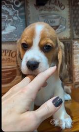 Beagle cuccioli