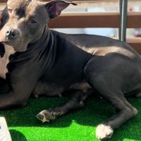 American bully