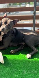 American bully
