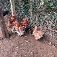 Galli Concincina nana mille fiori