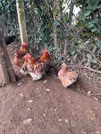 Galli Concincina nana mille fiori