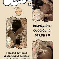 Cuccioli di gerbillo disponibili