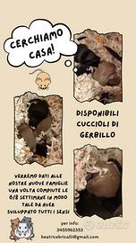 Cuccioli di gerbillo disponibili