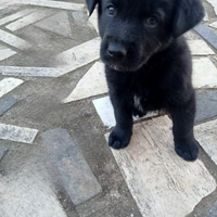 Cuccioli Vasto