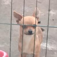 Cagnolina di un anno e mezzo