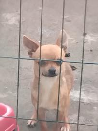 Cagnolina di un anno e mezzo