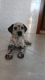 Cucciolo gg. 44, maschio. Incrocio Dalmata Corso