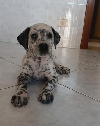 Cucciolo gg. 44, maschio. Incrocio Dalmata Corso