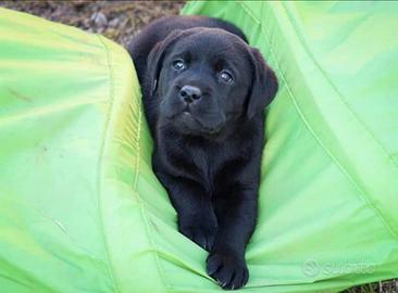 Cucciola di Labrador Retriever nera