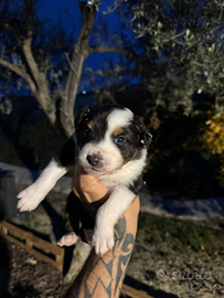 Pastore australiano pedigree Enci