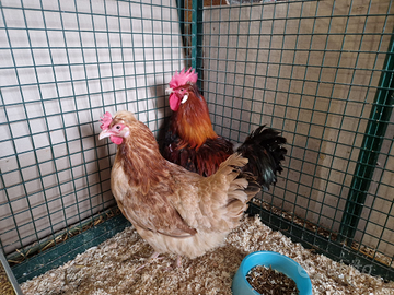 Sulmtaler razza austriaca galline -coppia